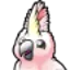 cockatoo.com