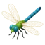 usedragonfly.xyz